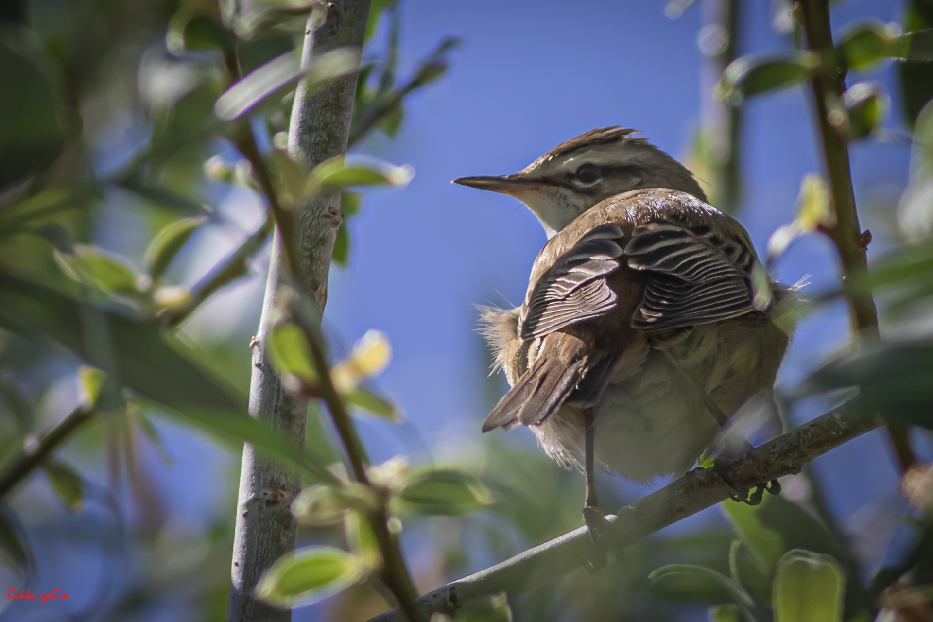 Sedge Warbler